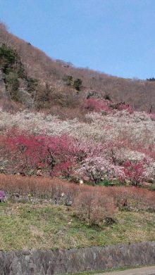 やまもと歯科クリニックのブログ